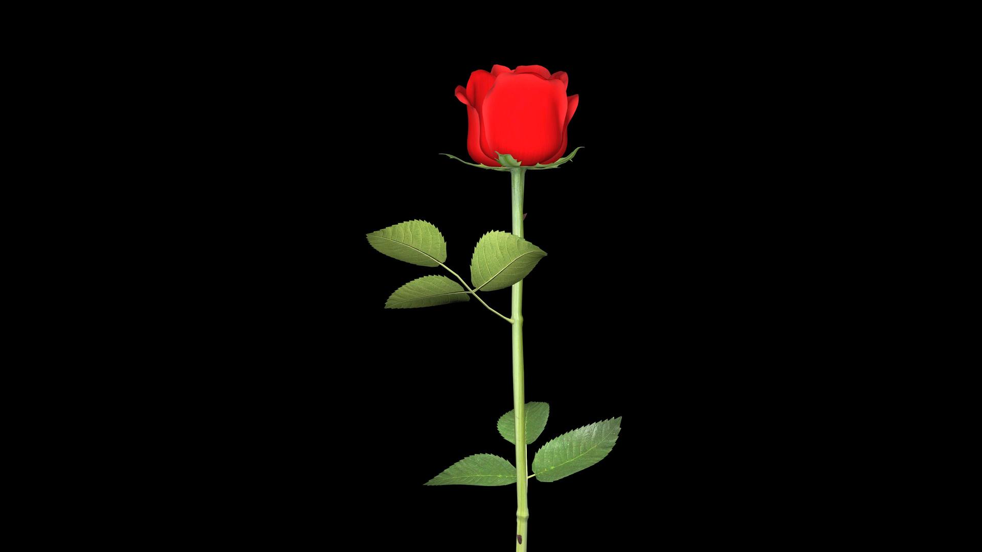 520三维玫瑰花朵展示动画视频的预览图
