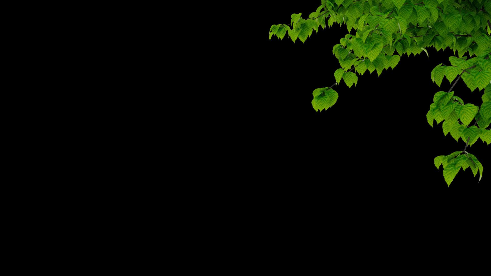 绿树枝叶紫荆树枝摇摆动动画视频的预览图