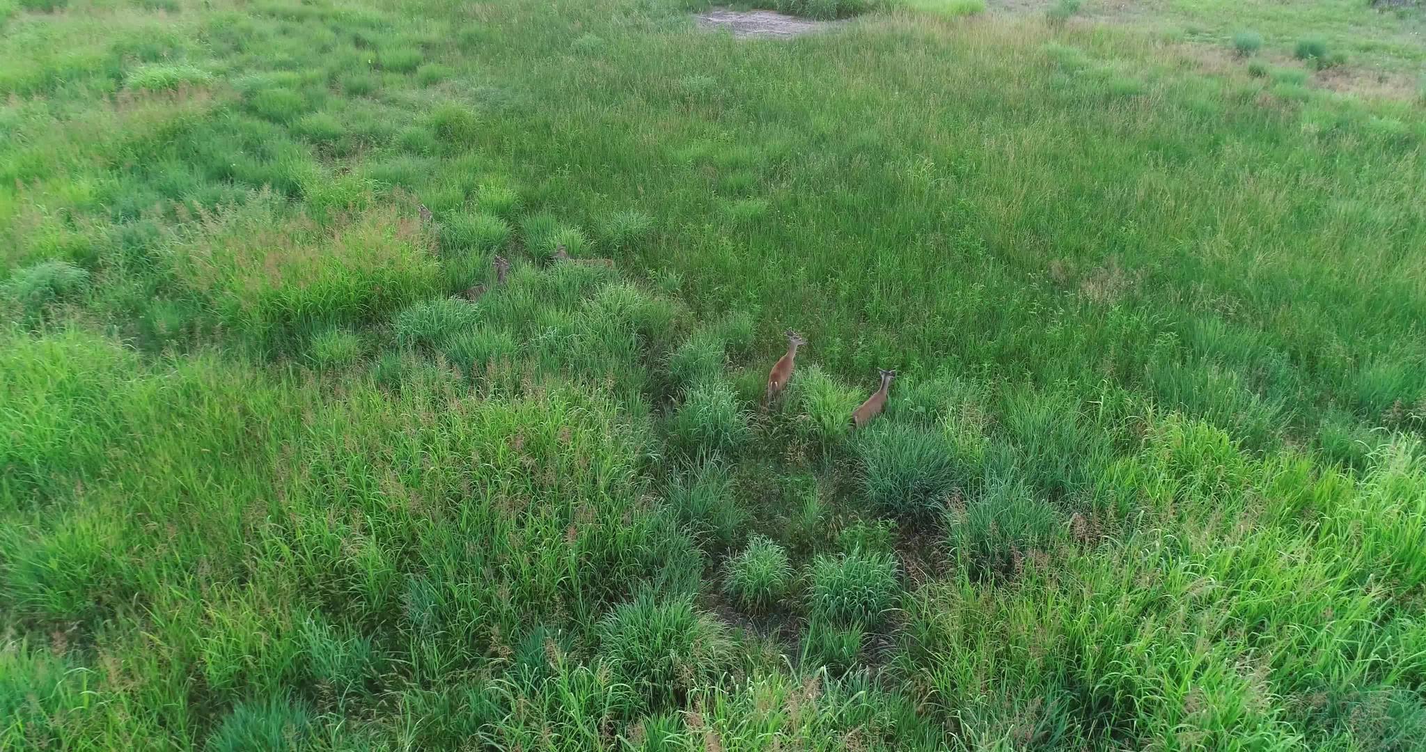 田野里白尾鹿的空中视频视频的预览图