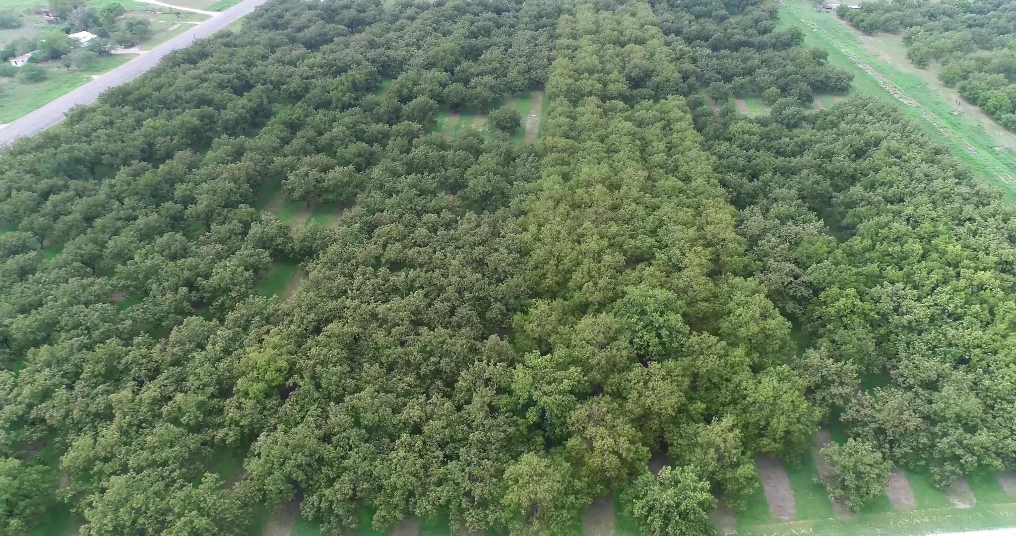 核桃树的空中视图视频的预览图