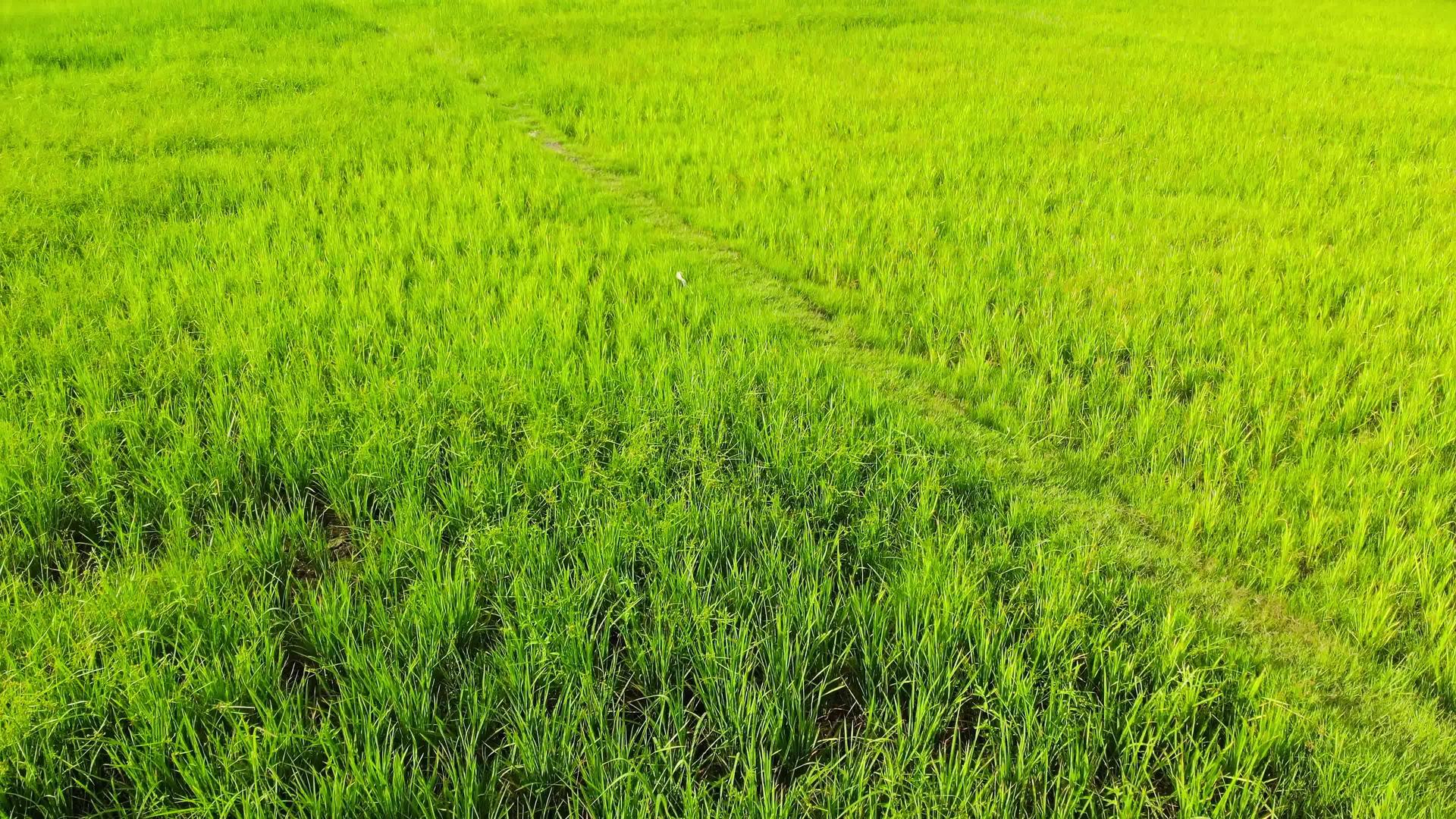 热带稻田视频的预览图