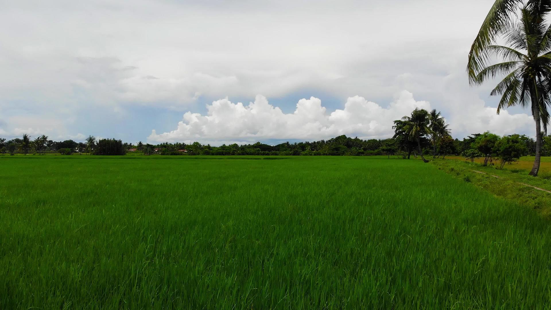 稻田26在热带地区视频的预览图
