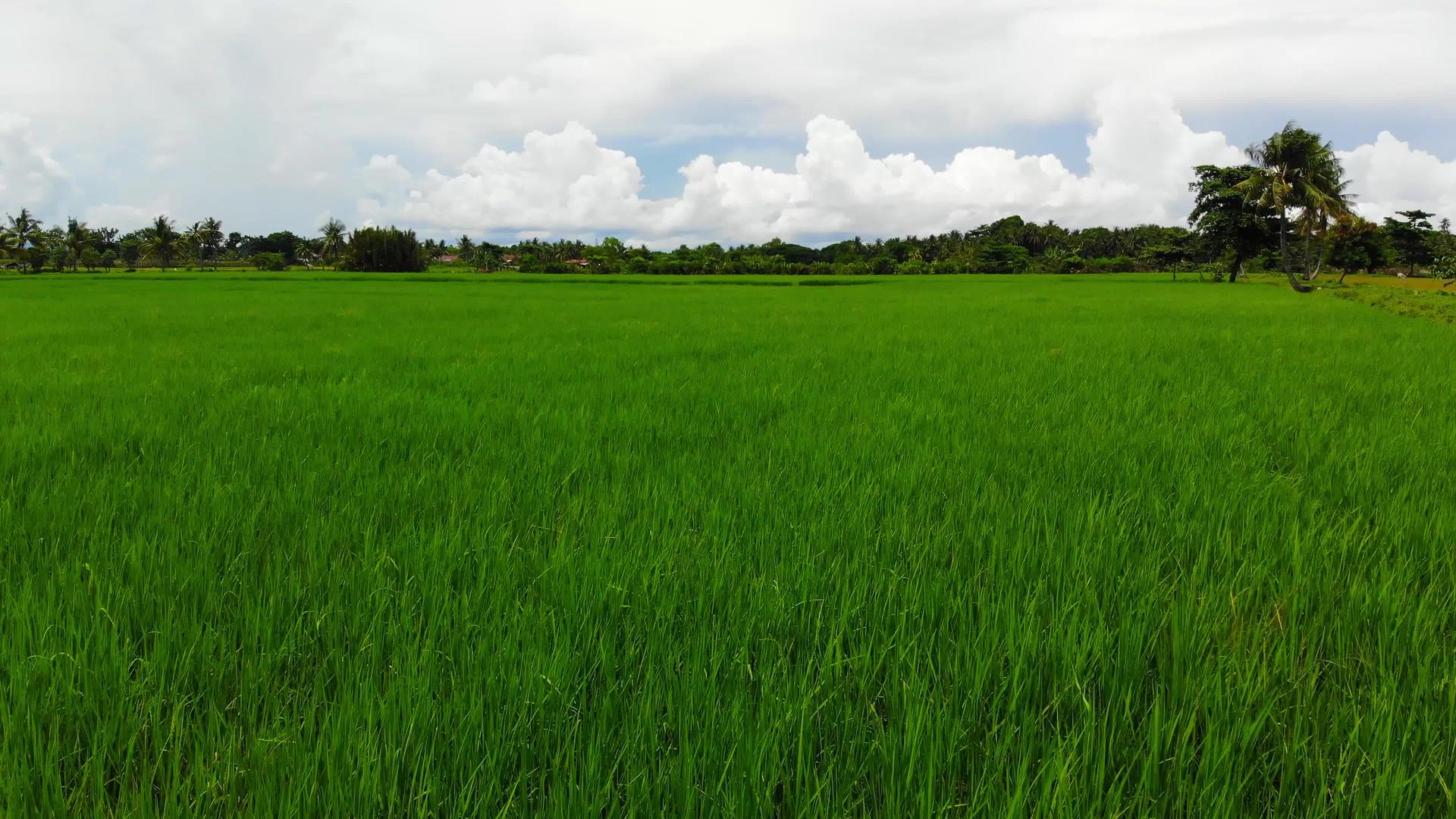 热带地区稻田15视频的预览图