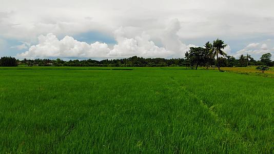热带地区稻田24视频的预览图