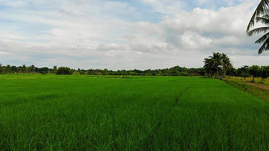热带稻田视频的预览图