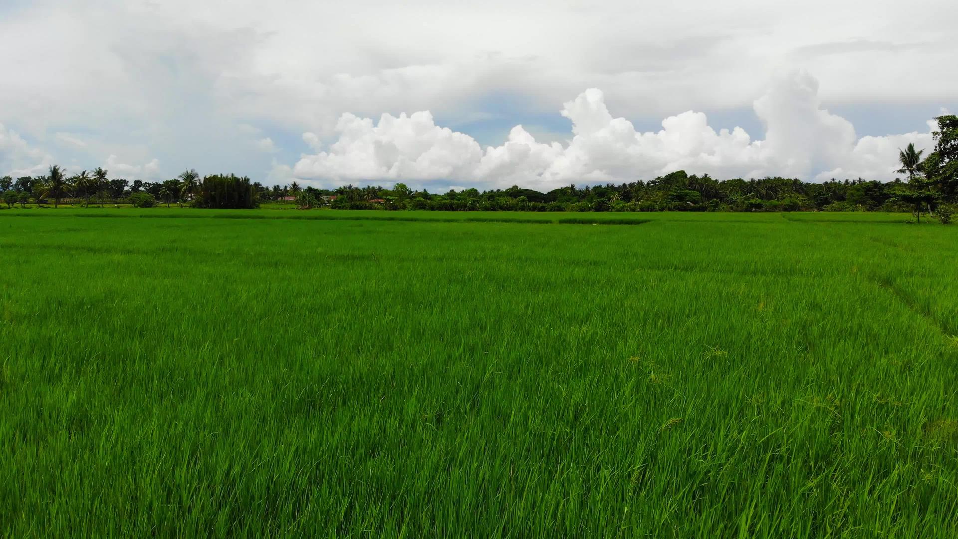 热带地区稻田18视频的预览图
