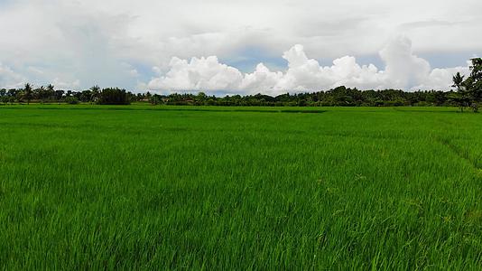 热带地区稻田18视频的预览图