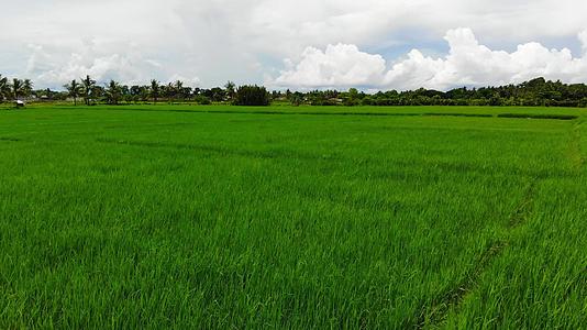 热带地区稻田17视频的预览图