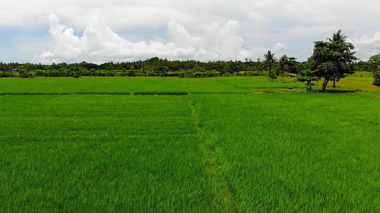 热带地区稻田31视频的预览图