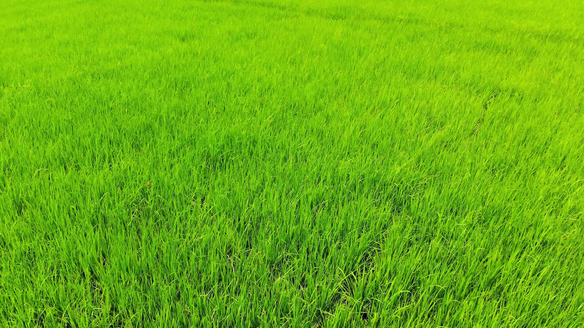 稻田21热带地区视频的预览图