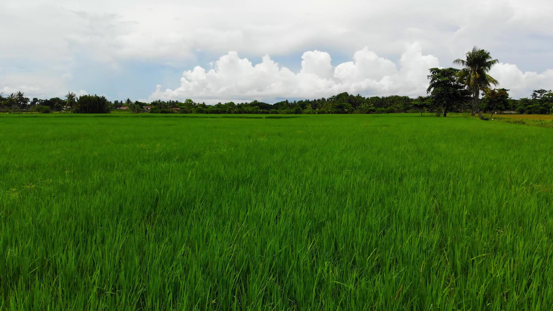 热带地区稻田28视频的预览图