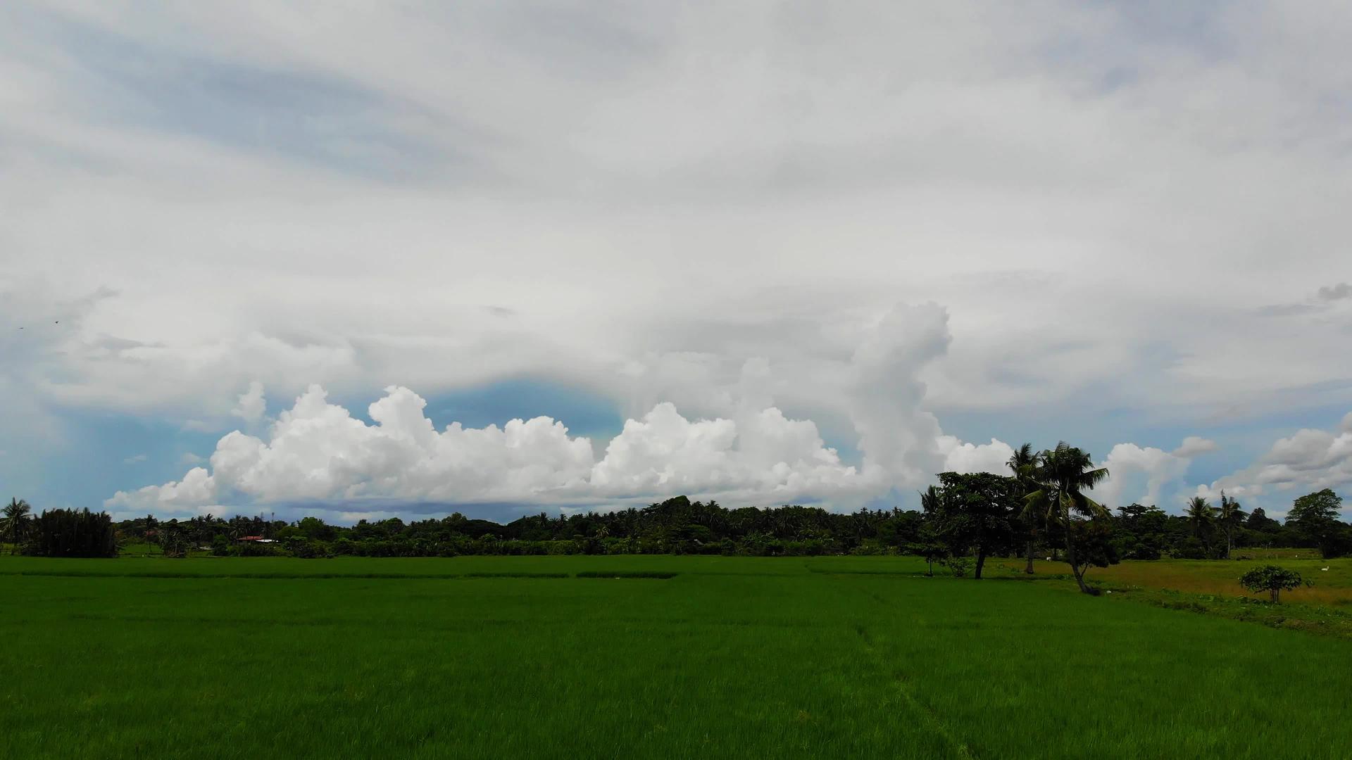 热带地区稻田14视频的预览图