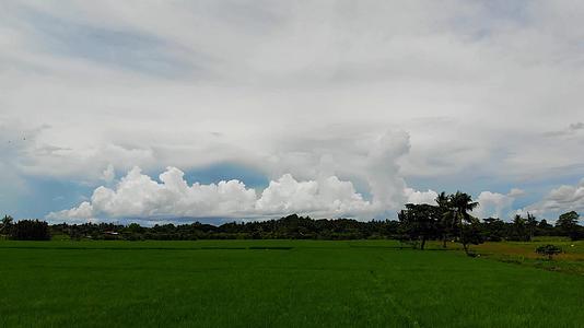 热带地区稻田14视频的预览图