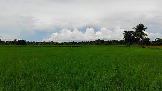 热带地区的稻田视频的预览图