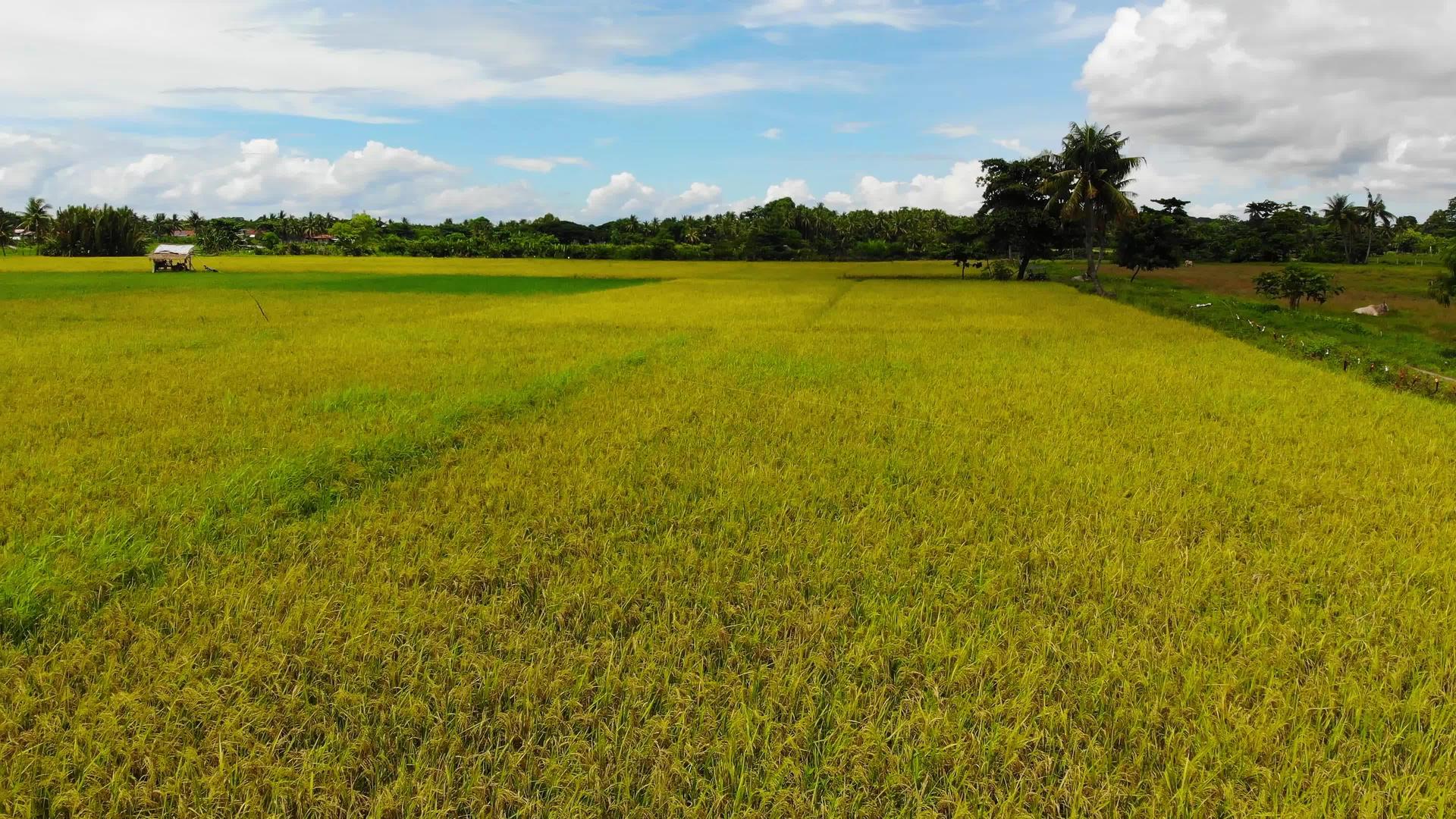 热带地区稻田34视频的预览图
