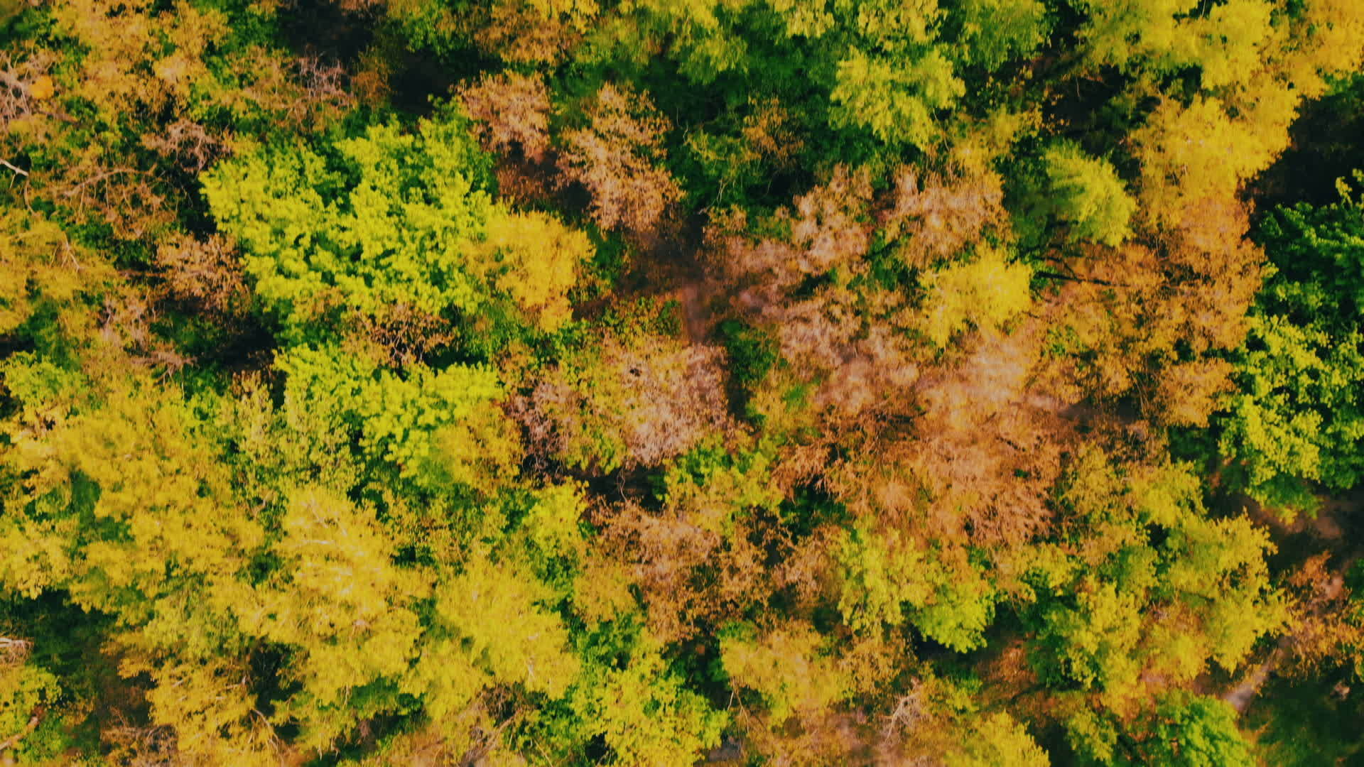 秋天树上的空中视图视频的预览图