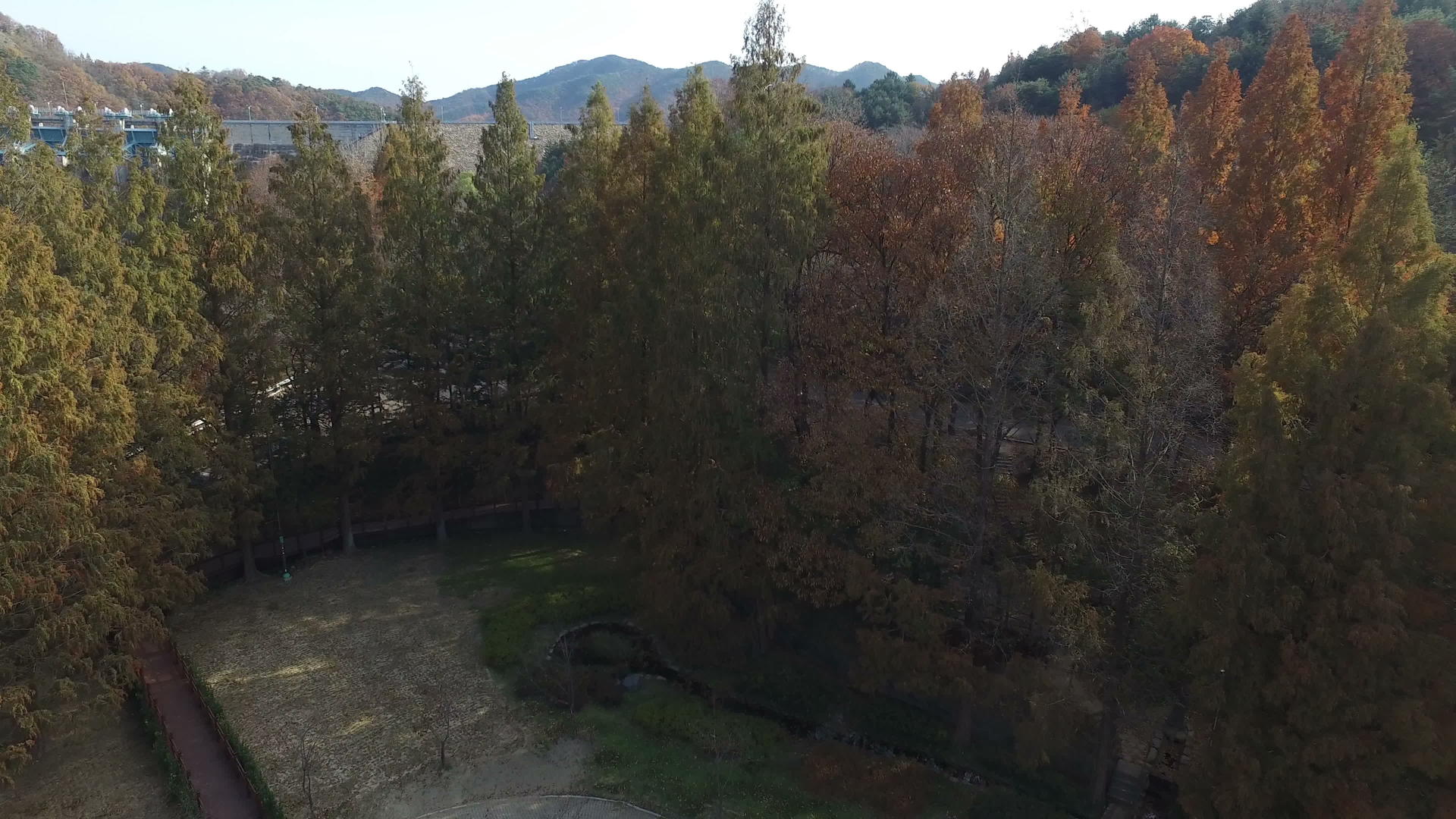 秋色的松树视频的预览图