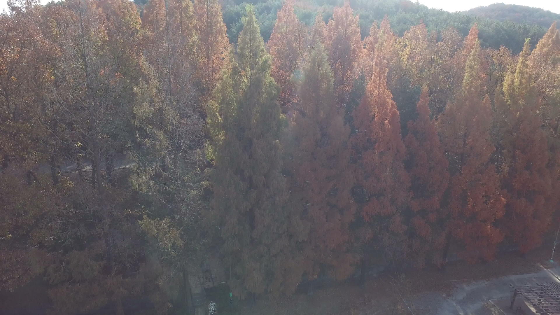秋色的长绿树视频的预览图