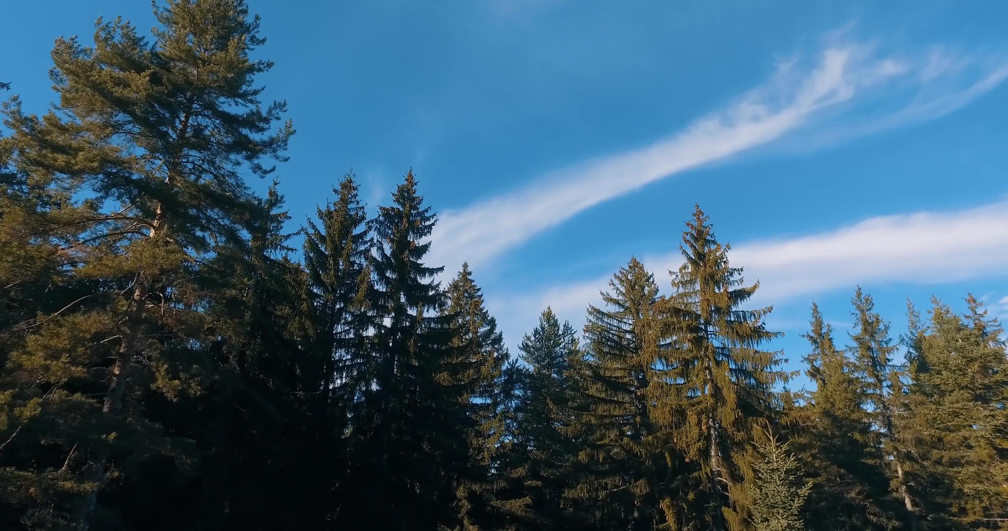 空中无人飞机在森林松树顶部飞行视频的预览图