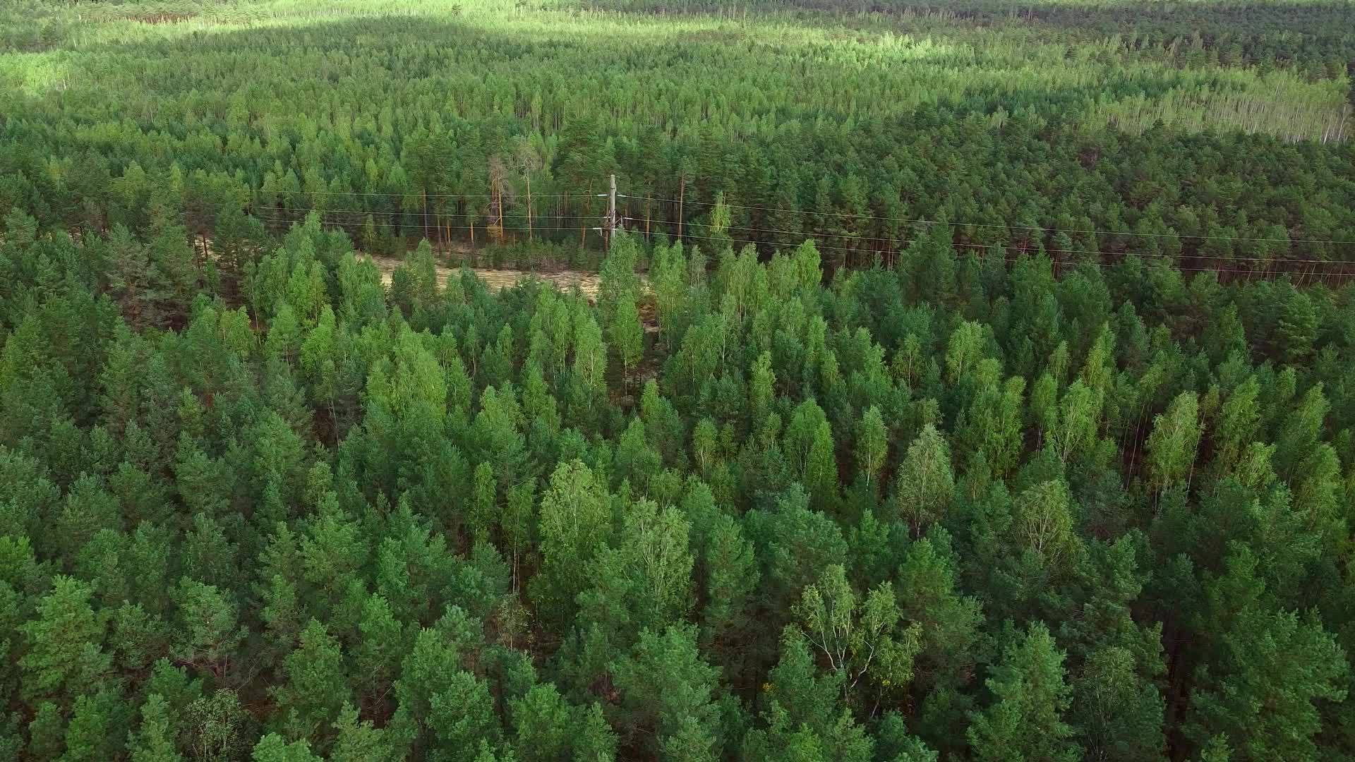 在绿色浓密的松林上拍摄空气摄影视频的预览图