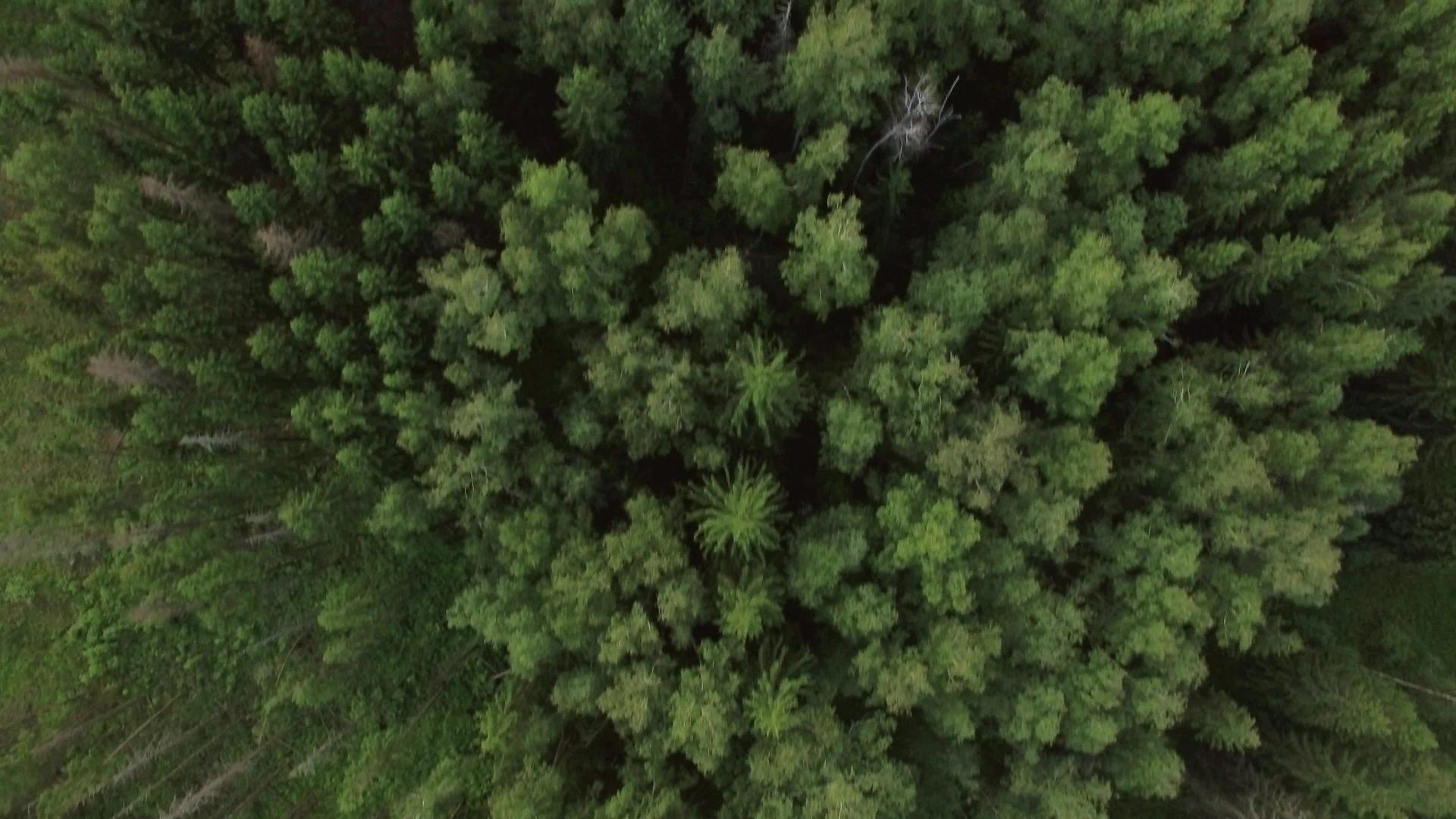 绿色的森林和村庄的房屋俄罗斯的天空视频的预览图
