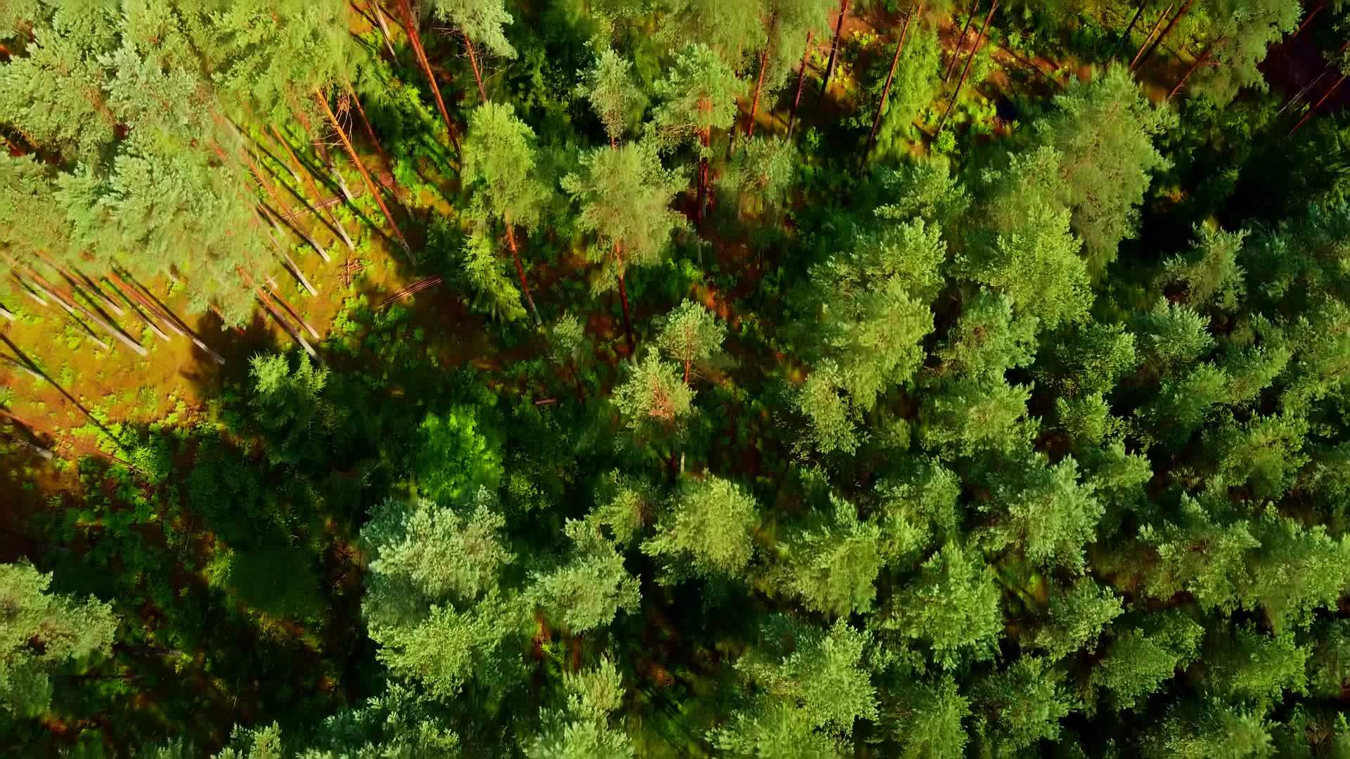 夏天无人驾驶飞机在树顶上飞越森林视频的预览图