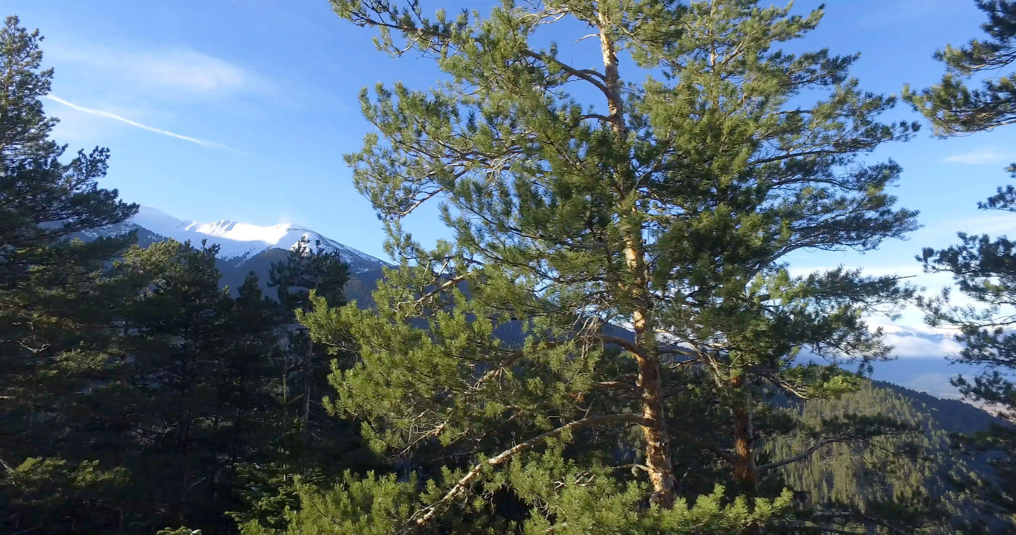 在树顶和穿过树顶的森林中低空飞行冬天顶的森林中低空飞行视频的预览图
