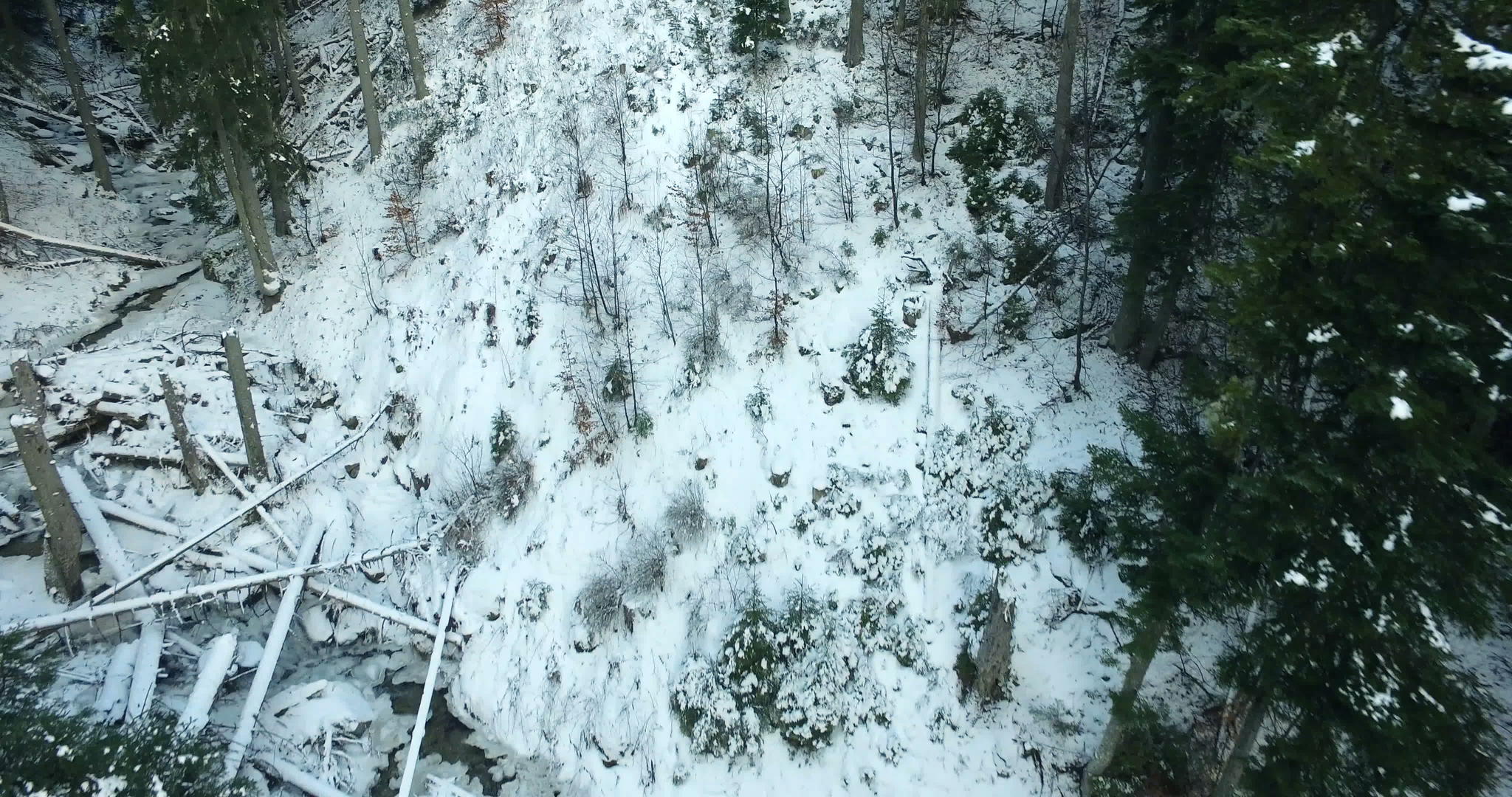 在树林的雪床上飞行视频的预览图