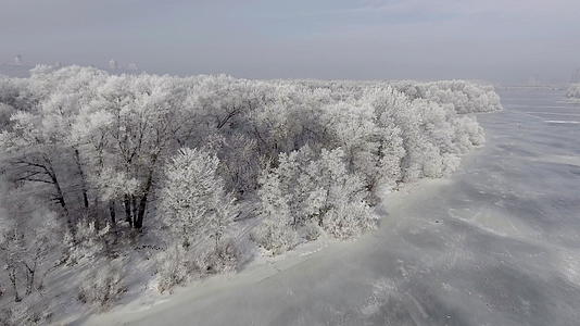 冬季森林低空飞行视频的预览图