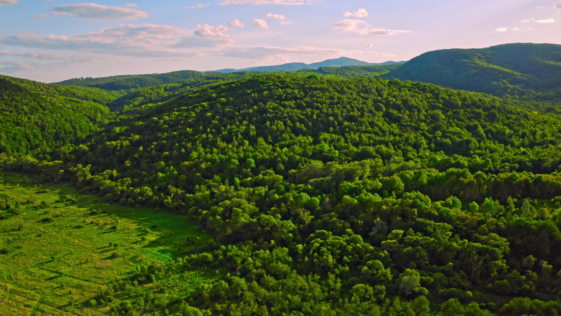 白天支付松树的自然空气视图视频的预览图