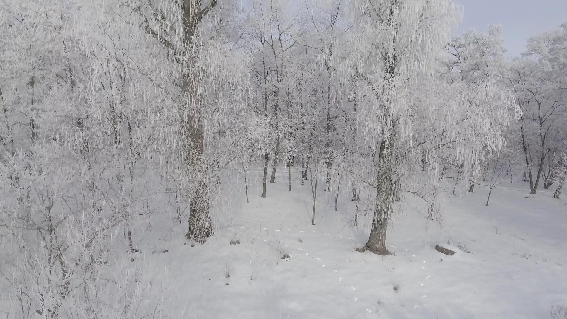 冬天森林里满是霜冻的树木视频的预览图