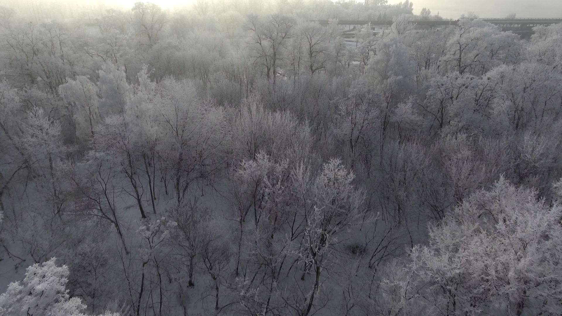 雪中树顶的景色视频的预览图