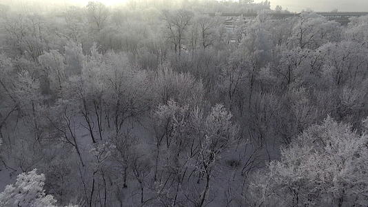 雪中树顶的景色视频的预览图