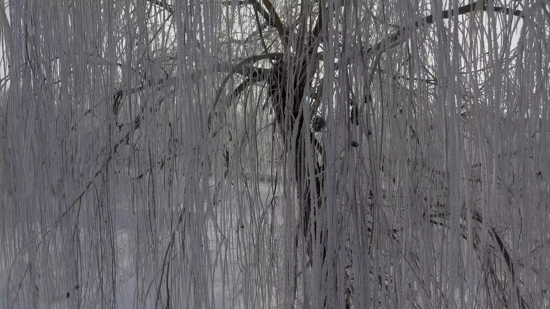 雪中的全景树枝太阳照在相机上视频的预览图
