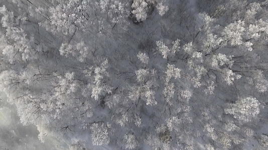 在寒冷的冬天森林飞过树木树木被霜冻覆盖视频的预览图