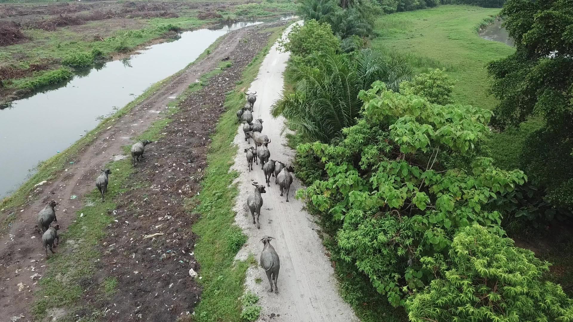 水牛空中观察群在农村路上行走视频的预览图