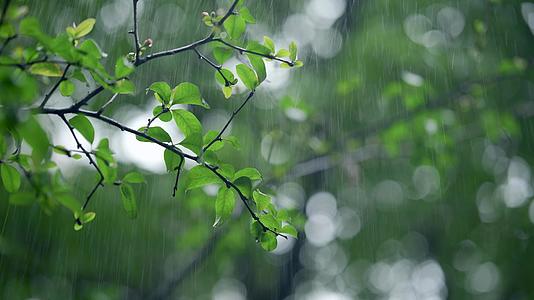 春雨意境空镜4k实拍春雨视频的预览图