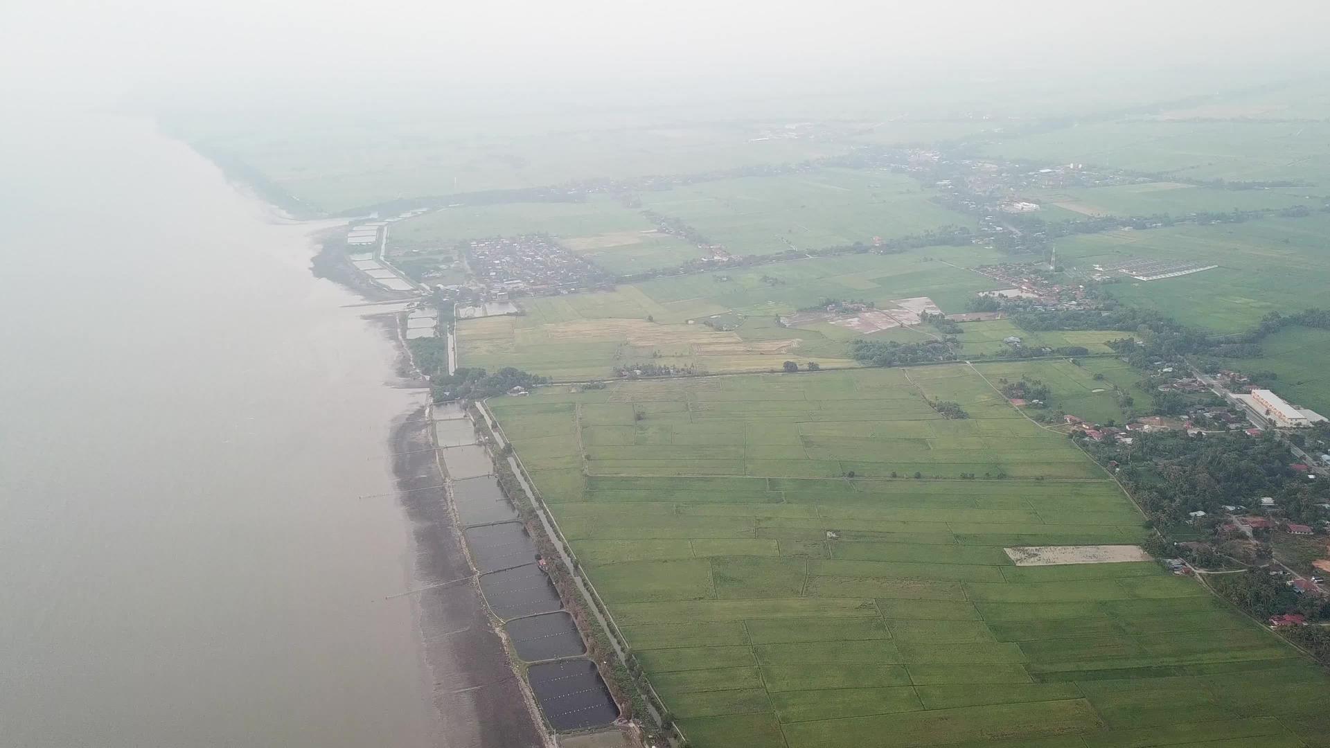 在阳雾天绿色稻田在沿海海岸视频的预览图