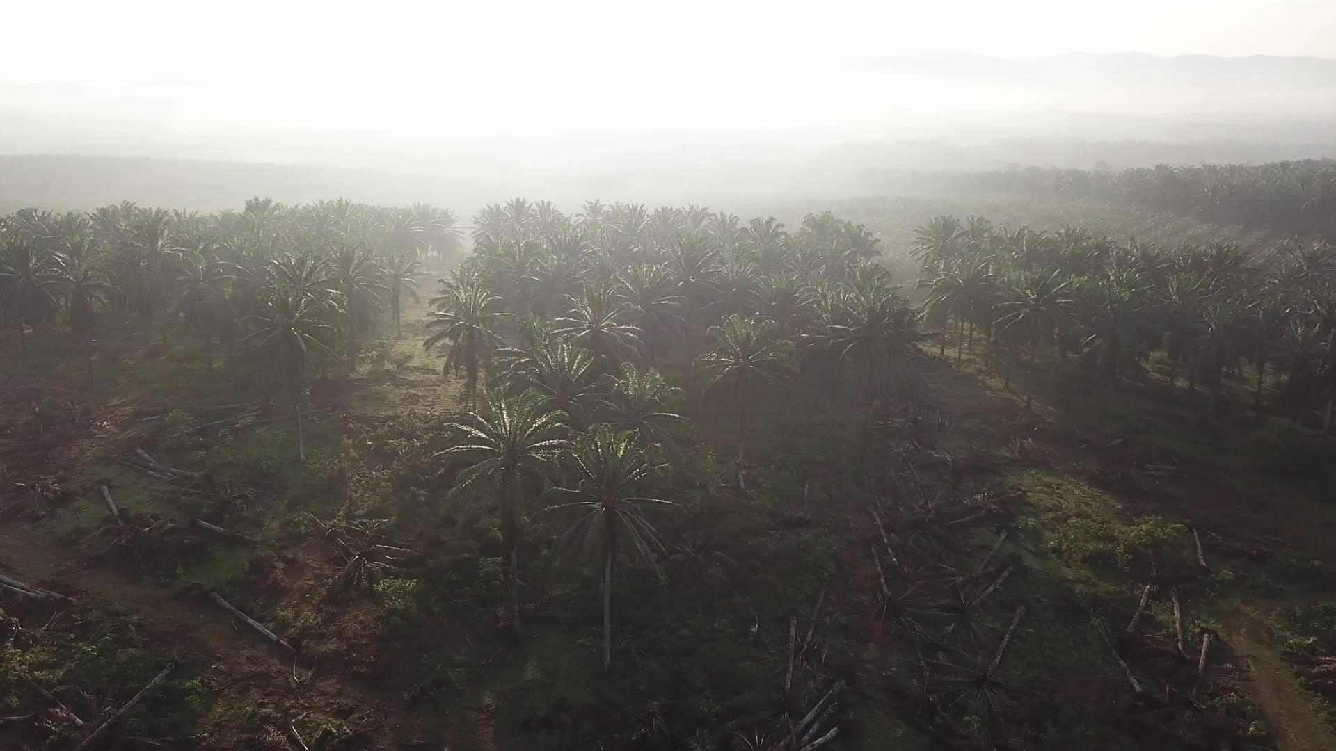 空中无人驾驶飞机射击陆地清除油棕榈视频的预览图