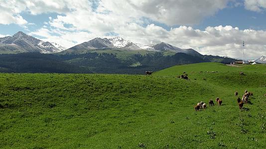 航拍伊犁琼库什台大草原上散落的放牧羊群视频视频的预览图