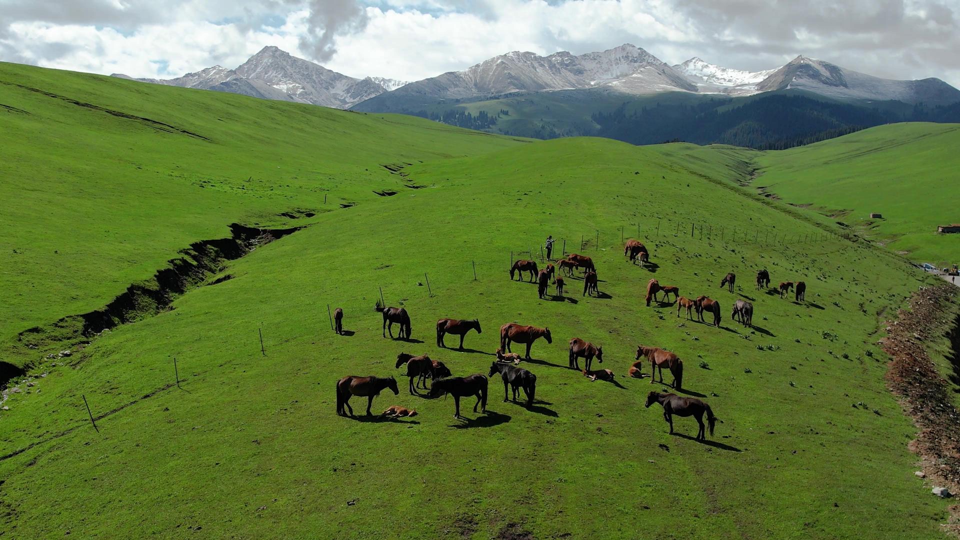 航拍天山山脉雪山下的牧场马群视频视频的预览图