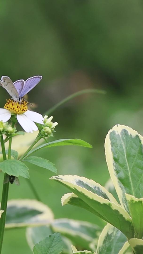 蝴蝶采花粉视频素材视频的预览图