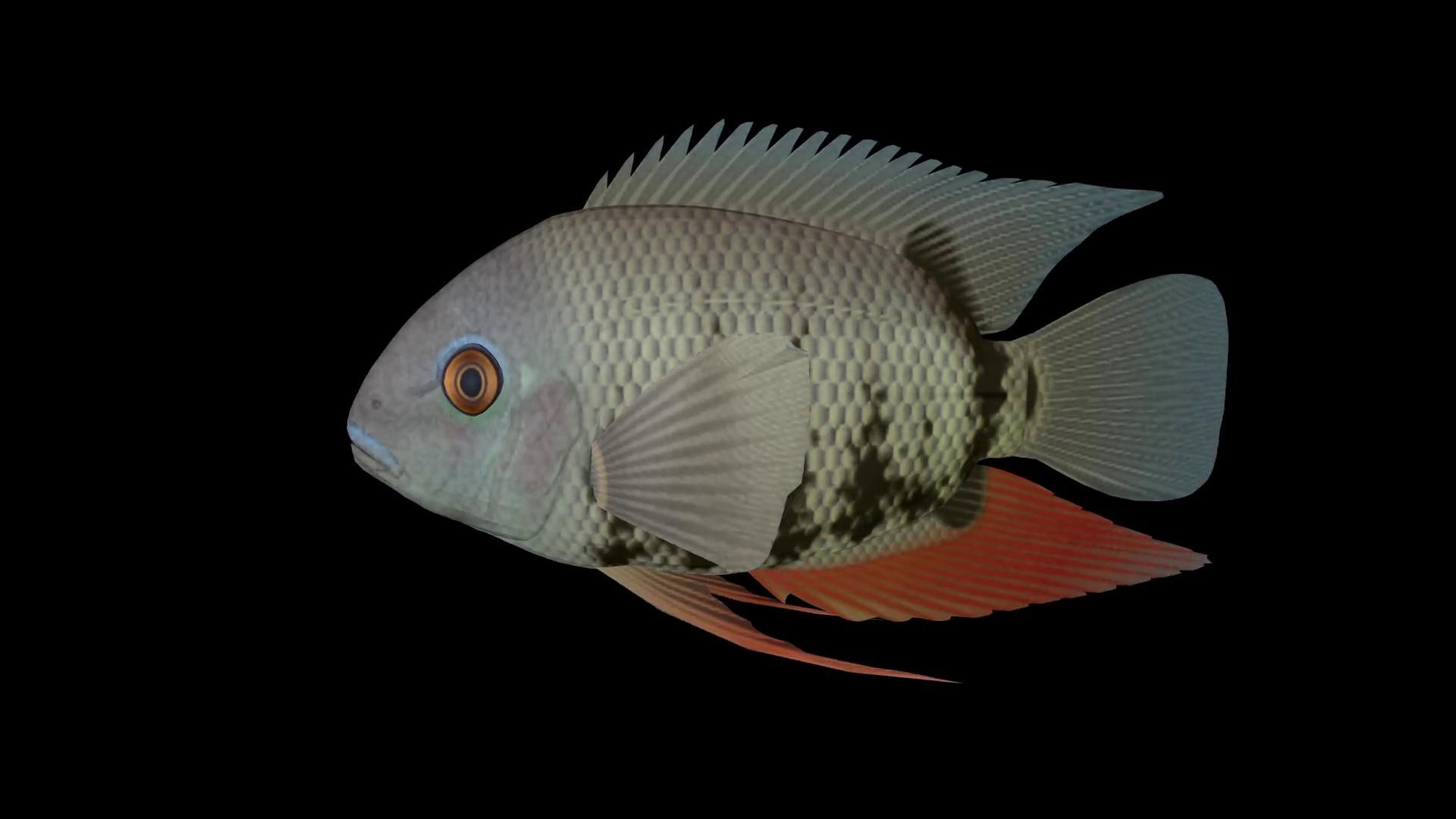 三维观赏鱼动画视频的预览图