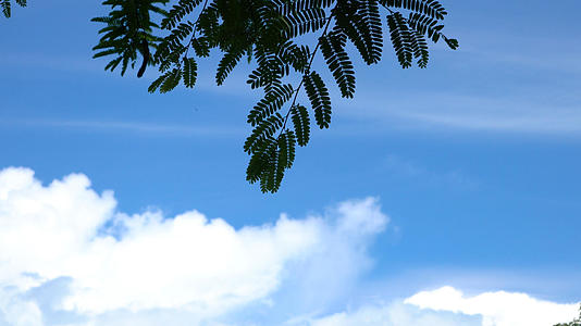天空下摇曳的树枝树叶合集4K视频的预览图