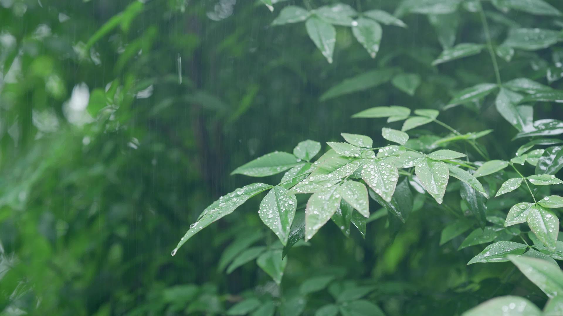 4k实拍春雨滴落植物意境视频的预览图