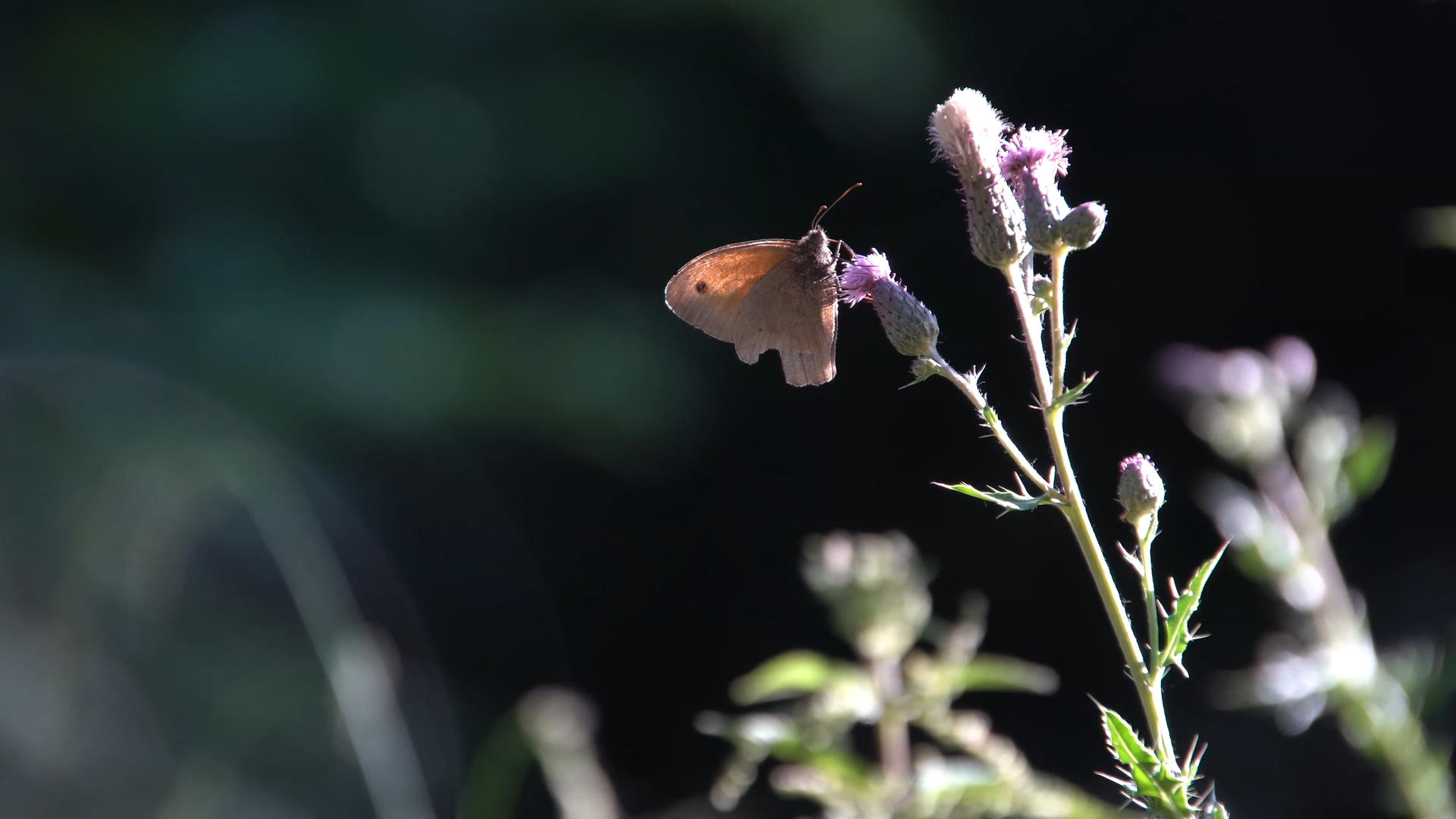 花丛中的蝴蝶视频的预览图