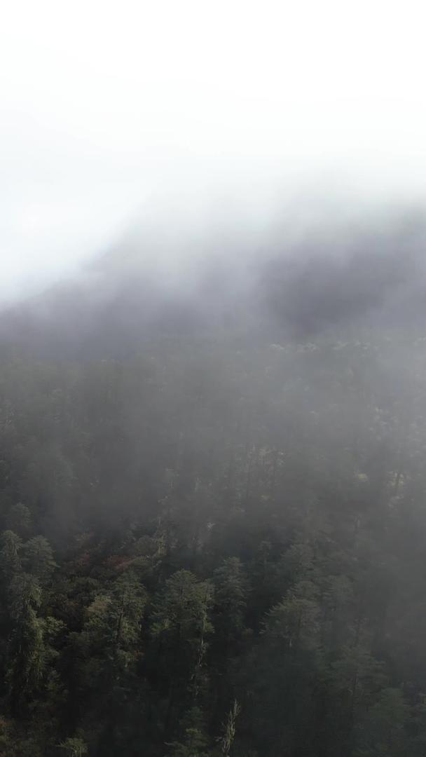 航拍5A四川海螺沟景区原始森林视频云雾缭绕视频的预览图