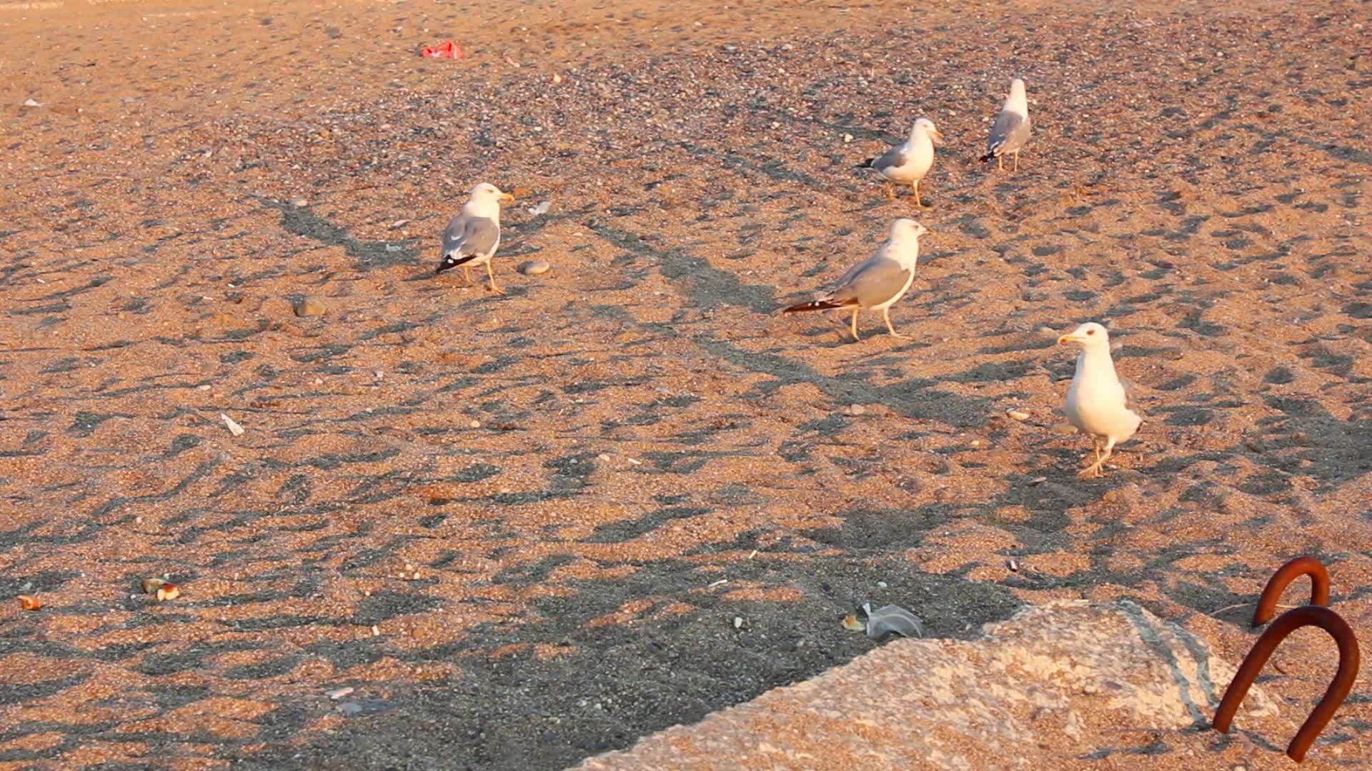 海鸥在海滩上视频的预览图