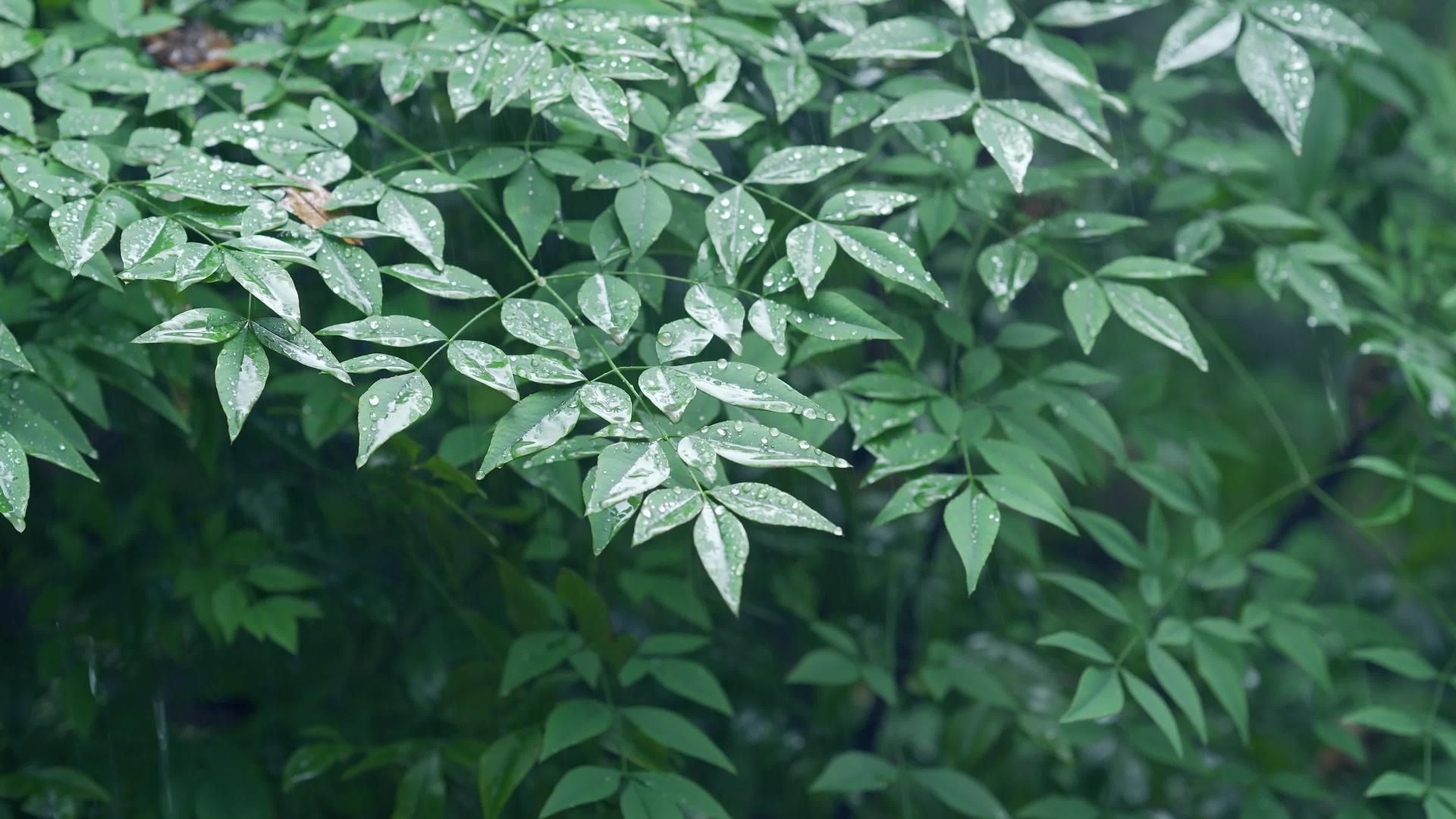 春雨水植物空镜头4k拍摄视频的预览图