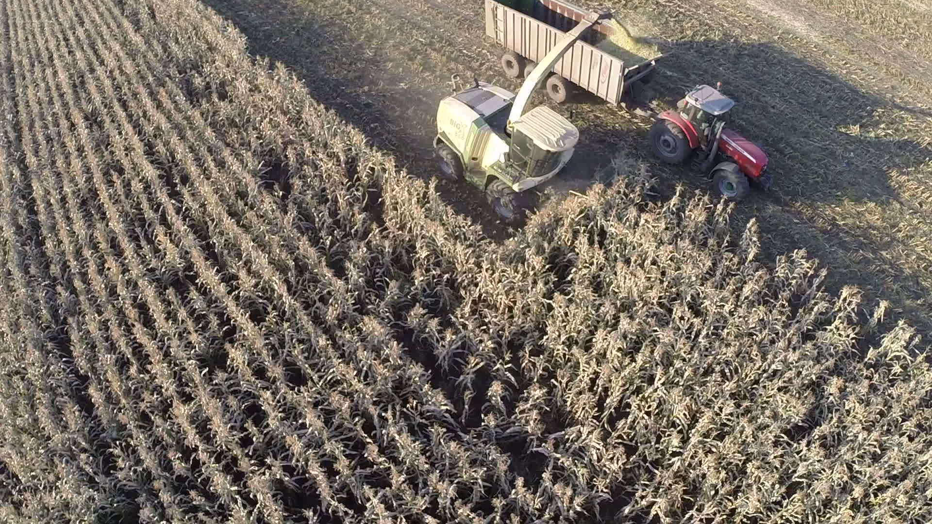 野生小麦收获的空中镜头视频的预览图
